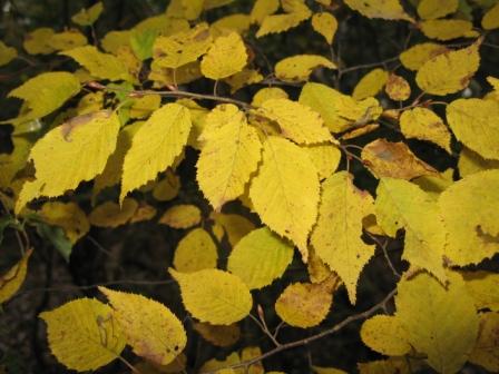 アカシデ | みんなの森プロジェクト