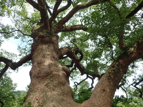 クスノキ | みんなの森プロジェクト