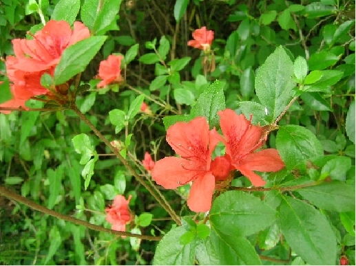 ヤマツツジ | みんなの森プロジェクト