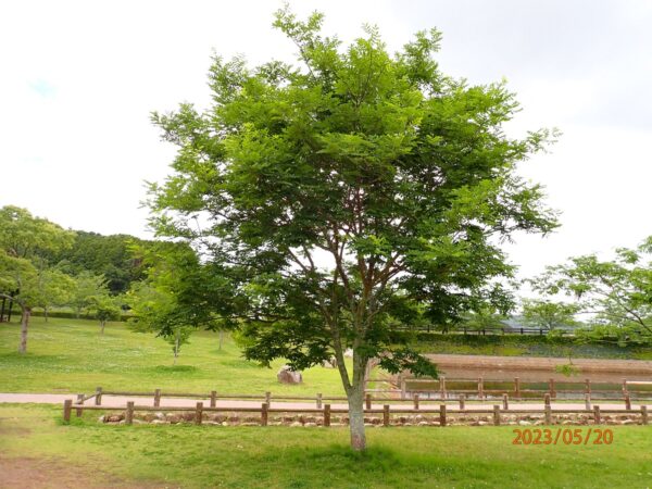 イヌエンジュ | みんなの森プロジェクト