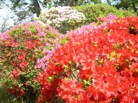 ツツジ さが21世紀県民の森 森林学習展示館 北山森クラブ