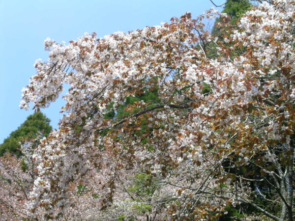 ヤマザクラ | みんなの森プロジェクト