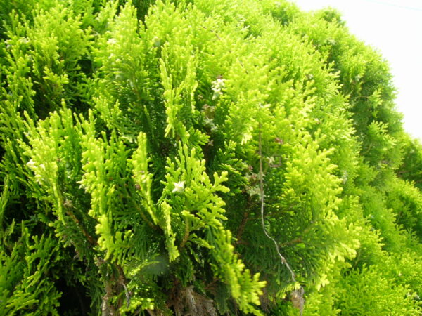 コノテガシワ | みんなの森プロジェクト