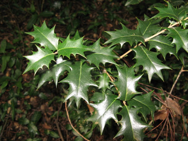 ヒイラギ | みんなの森プロジェクト