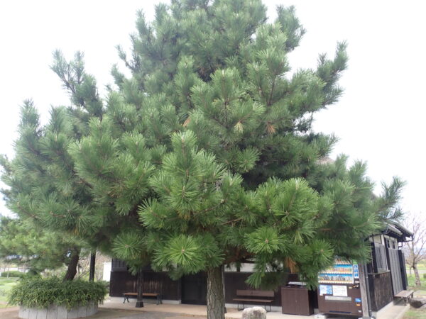 クロマツ | みんなの森プロジェクト