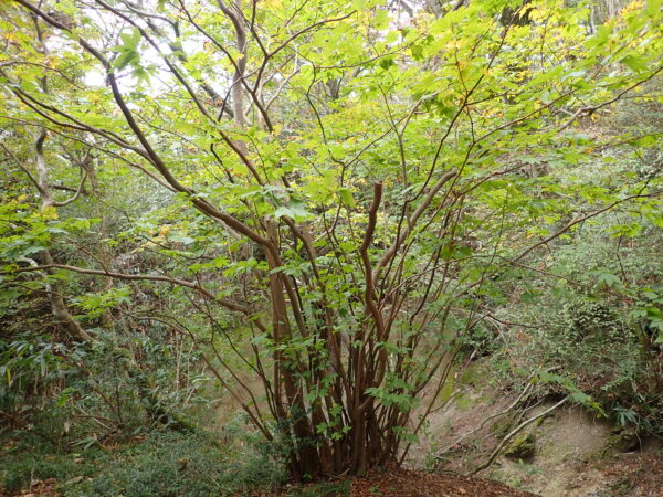 シロモジ | みんなの森プロジェクト