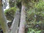 シイ | みんなの森プロジェクト