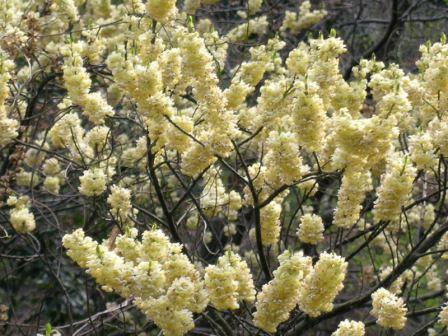 希少な落葉樹 良品の アオモジ 437 樹高2.1m位 青文字 高級楊枝 Amazon.co.jp: クロモジ (黒文字) 10.5cmポット 高級爪楊枝 落葉