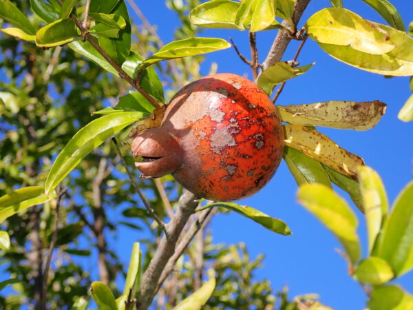 ザクロ | みんなの森プロジェクト