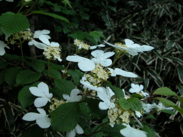 ヤブデマリ | みんなの森プロジェクト