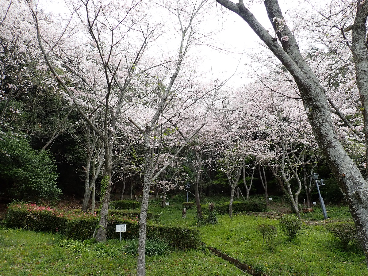 桜山公園（江北町） | みんなの森プロジェクト