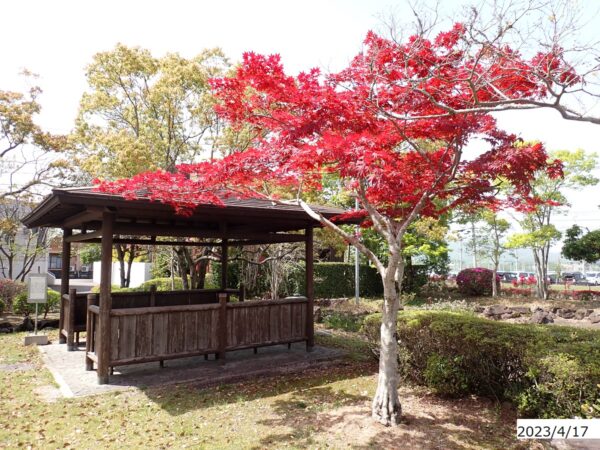 ノムラモミジ | みんなの森プロジェクト